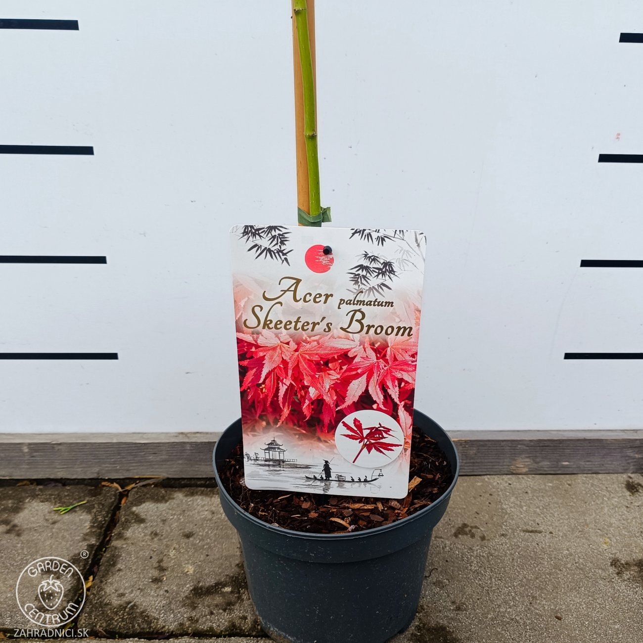 Obrázok Javor dlaňolistý (Acer palmatum) 'Skeeter's Broom'- výška 110-120 cm, kont. C4L - NA KMIENKU